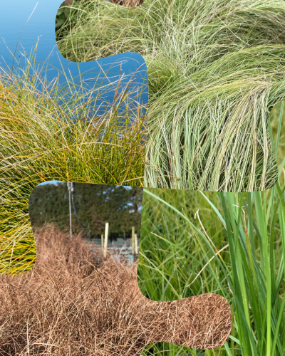 Carex Mixed 12 Plants Box